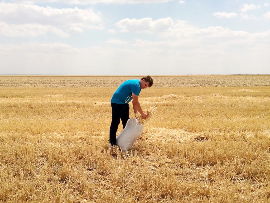 Фото. Отбор пробы побочной растительной продукции (соломы) озимой пшеницы на реперном участке