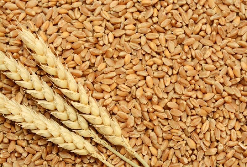Проба зерна пшеницы