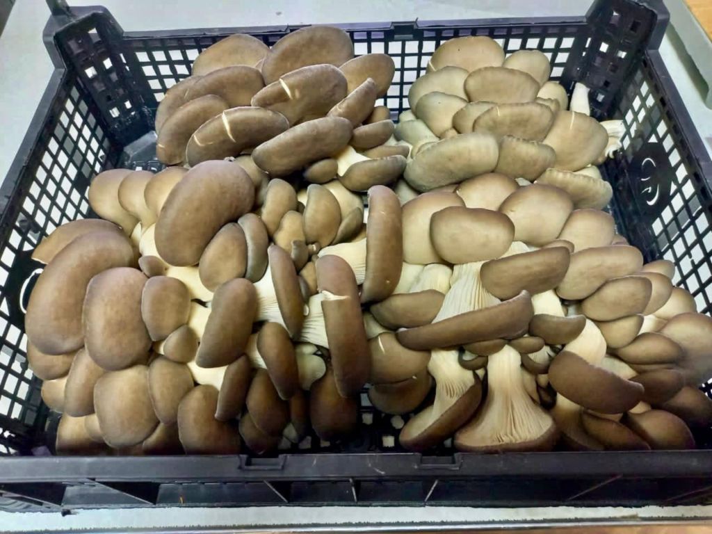 Пробы грибов вёшенка