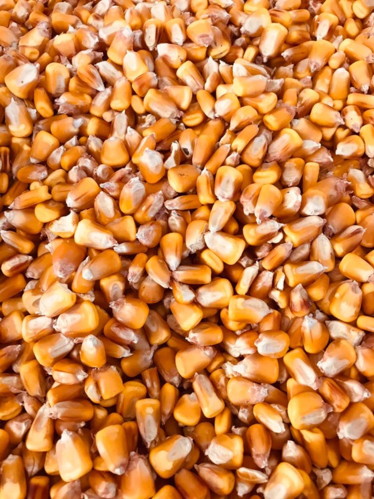 образец  зерна кукурузы