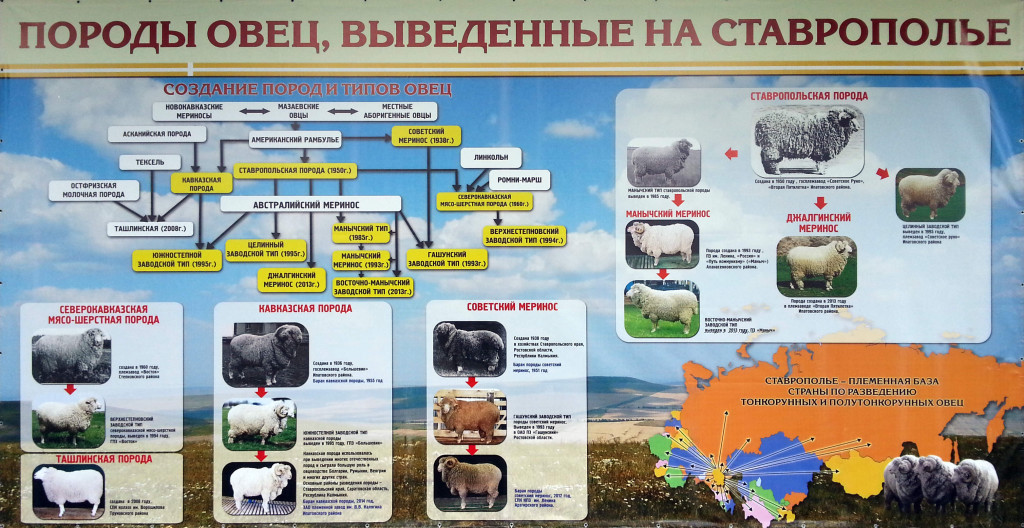 Породы овец, выведенные на Ставрополье