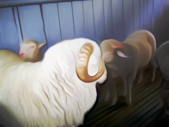 Картринка спец. для новости: выставка племенных овец и коз 2015