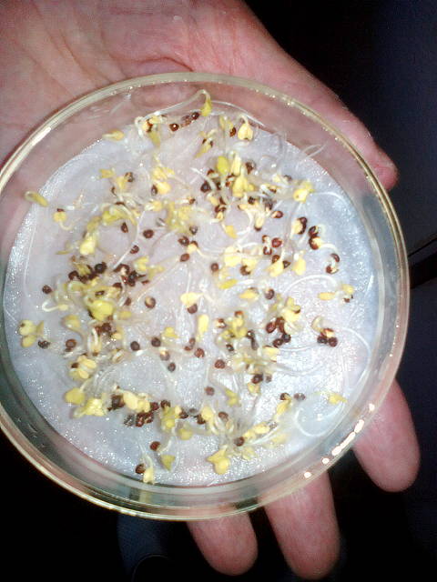 Экспериментатор измельчил семена гороха добавил. Ростки просо. Проросшие семена злаков. Пшено ростки. Рапс Росток.