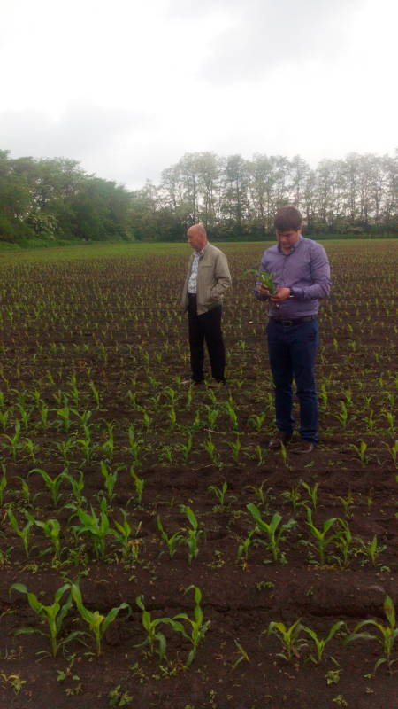 Начальник отдела геоинформационных технологий Олейников А.Ю. проводит визуальный осмотр посевов кукурузы