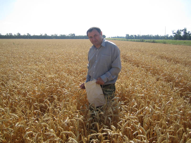 Главный агрохимик отдела применения удобрений и опытов Давыдов В.Е. отбирает образцы озимой пшеницы для прогноза урожайности