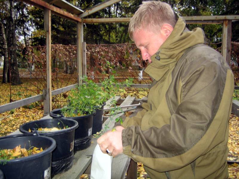 Агрохимик II категории Фильчев М.И. скашивает растения люцерны