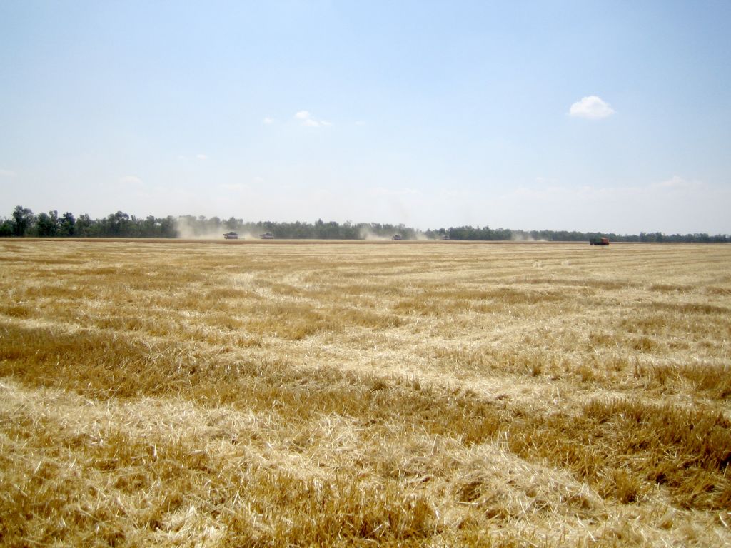 Фото. Уборка озимой пшеницы