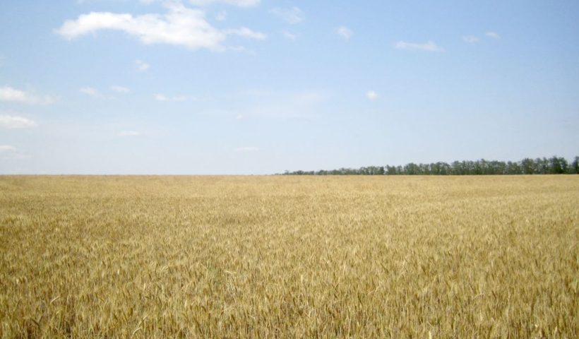 Озимая пшеница. 22 июня 2020 г. Ипатовский район