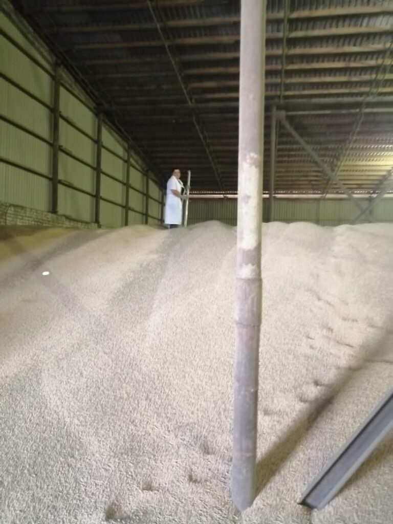 Отбор проб зерна гороха в зернохранилище заказчика Ведущим агрохимиком испытательного центра (лаборатории)-Маяковой И.А.