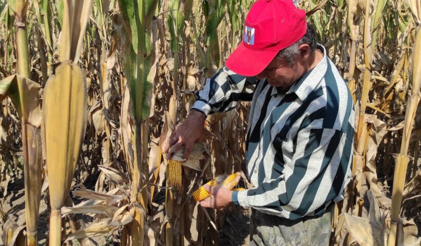 Биологический учёт на посевах кукурузы