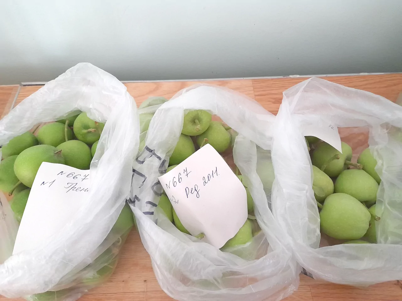 Пробы плодов разных сортов яблони